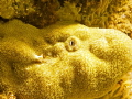   coral alive taken nuwebia shore dive pier  